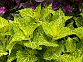 COLEUS ELECTRIC LIME