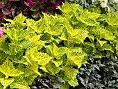 COLEUS ELECTRIC LIME