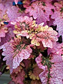 COLEUS FLORIDA SUN ROSE