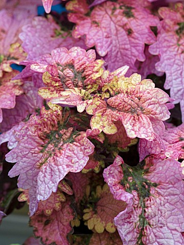 COLEUS_FLORIDA_SUN_ROSE