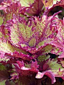 COLEUS HENNA