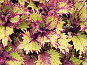 COLEUS HENNA