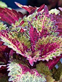 COLEUS INDIAN SUMMER