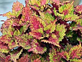 COLEUS INDIAN SUMMER