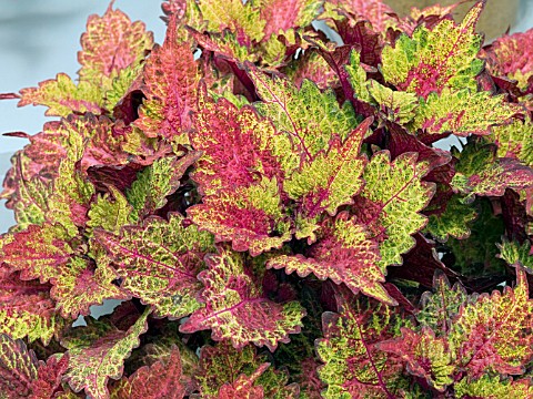 COLEUS_INDIAN_SUMMER