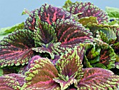 COLEUS KONG SALMON PINK