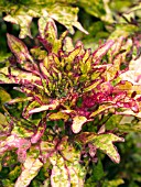 COLEUS MINT MOCHA