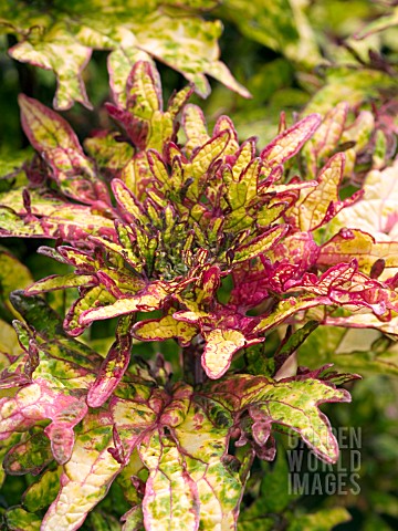 COLEUS_MINT_MOCHA