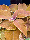 COLEUS RUSTIC ORANGE