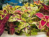 COLEUS WIZARD MIX