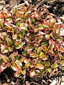 COPROSMA TEQUILA SUNRISE