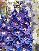 DELPHINIUM GUARDIAN BLUE