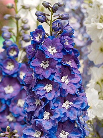 DELPHINIUM_GUARDIAN_BLUE