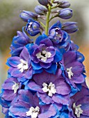 DELPHINIUM GUARDIAN BLUE