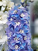 DELPHINIUM GUARDIAN LAVENDER