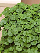 DICHONDRA EMERALD FALLS