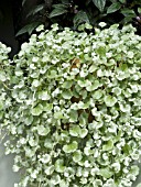 DICHONDRA SILVER FALLS