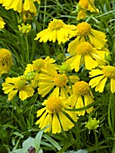 HELENIUM DAKOTA GOLD