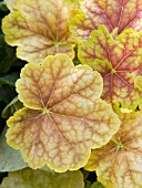 HEUCHERA TIRAMISU