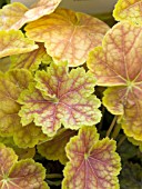 HEUCHERA TIRAMISU