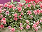 IMPATIENS FIESTA PINK FROST