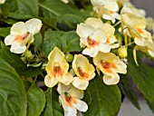 IMPATIENS FUSION GLOW