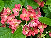 IMPATIENS FUSION HEAT