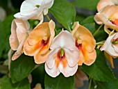 IMPATIENS FUSION RADIANCE