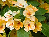 IMPATIENS FUSION SUNSET