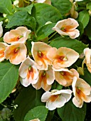 IMPATIENS FUSION SUNSET