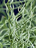 JUNCUS TWISTER