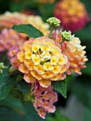 LANTANA LANDMARK PEACH SUNRISE