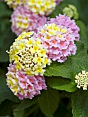 LANTANA LANDMARK ROSE GLOW