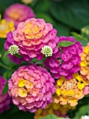 LANTANA LANDMARK SUNRISE ROSE