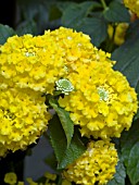 LANTANA LANDMARK YELLOW