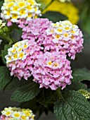 LANTANA LUCKY HONEY BLUSH