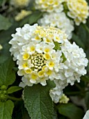 LANTANA LUCKY LEMON CREAM