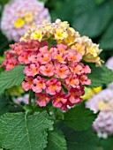 LANTANA LUCKY PEACH