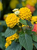 LANTANA LUCKY POT OF GOLD