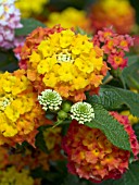 LANTANA LUCKY RED HOT