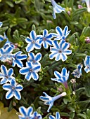 LITHODORA BLUE STAR