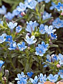 LITHODORA HEAVENLY BLUE