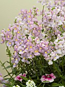 NEMESIA POETRY LAVENDER PINK