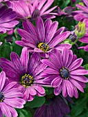 OSTEOSPERMUM SERENITY DARK PURPLE