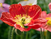 PAPAVER NUDICAULE