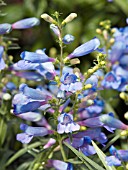 PENSTEMON ELECTRIC BLUE