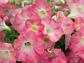 PETUNIA SUNCATCHER CORAL PRISM