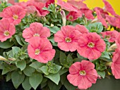 PETUNIA SUNCATCHER DARK CORAL