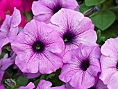 PETUNIA SUNCATCHER DARK LAVENDER VEIN