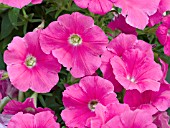 PETUNIA SUNCATCHER HOT PINK